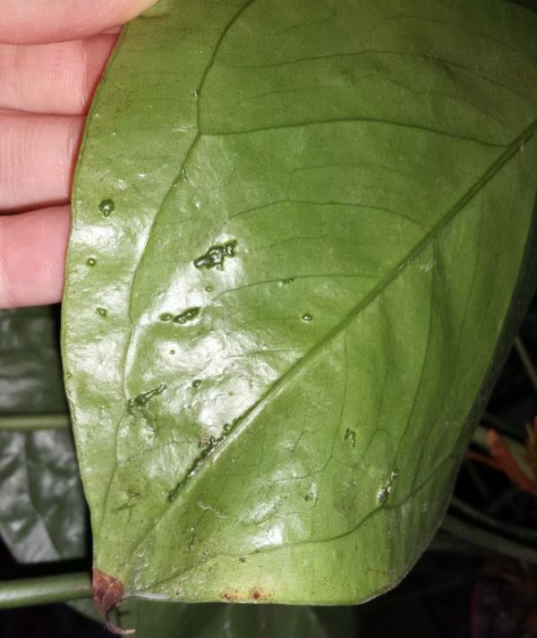 антуриум пятна на листьях