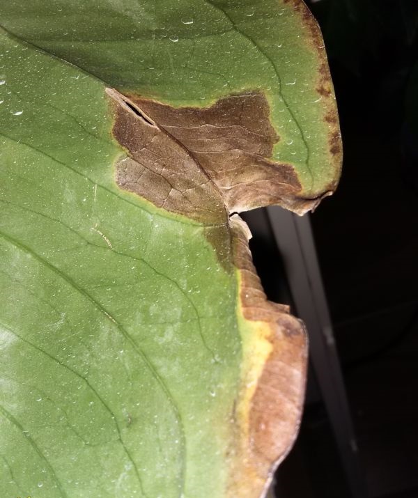 антуриум коричневые пятна на листьях